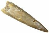 Fossil Plesiosaur (Zarafasaura) Tooth - Morocco #296368-1